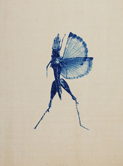 Etching, Grasshopper in fighting position, 2023, Anaïs López
