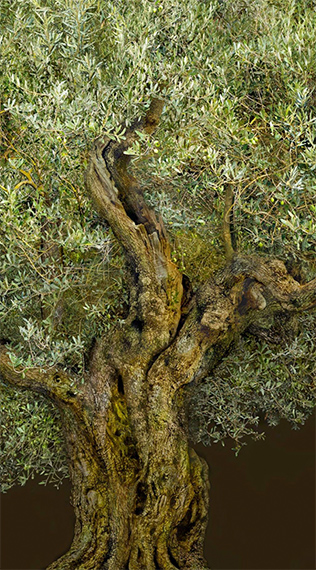 Irene KungUlivo Greco 3, 2024D-Print on cotton paperSize: 120 x 60dition: 5 + 2 ap