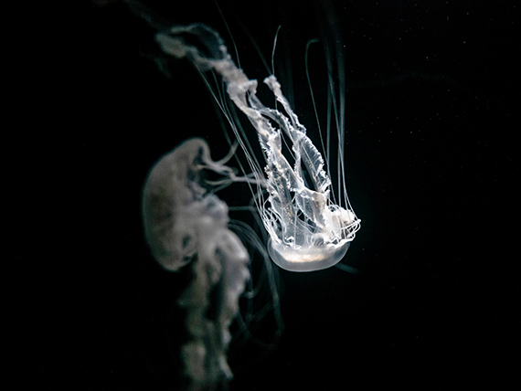 Studying wild animals reveals worlds beyond our own, reminding us of purposes we maynever understand. This inquiry urges collective action in the face of ecological crisis, weneed new ceremonies of practical reverence and deep listening.&copy; Yvette Monahan