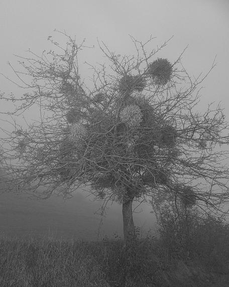 Baum, Kakanj, 2017 © Hannes Jung