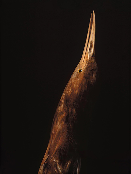 Taharaki Skyside Taharaki Skyside