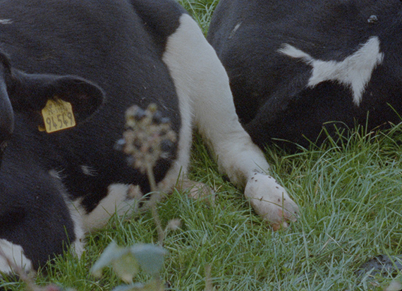 Scannán Glas Scannán Glas