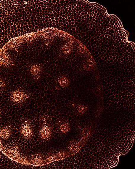 Le Jardin d’Hannibal (Hannibal’s Garden) 