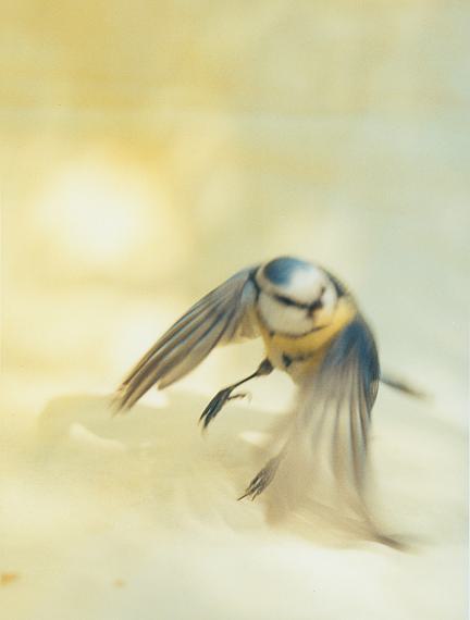 LINES · CURVES · MOTIONS