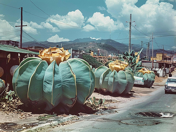 Weronika Gęsicka: Medio Oriente from the series Encyclopaedia, 2023-2025. Courtesy of the artist and Jednostka Gallery
