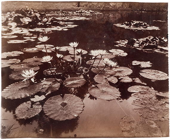 61 Eugène Atget (1857-1927) Nymphéas, c. 1910. Albumen print. 