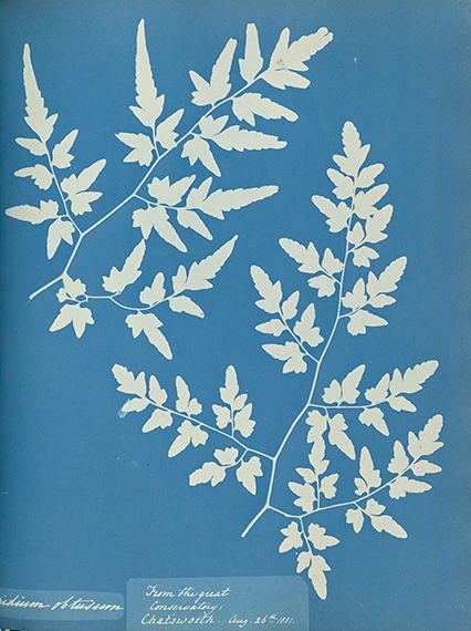 &copy; Anna Atkins / John Paul Getty Museum, Los Angeles