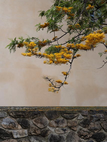 Loredana NemesGrevillea Robusta, Santo Stefano di Canastra 2025Archival Pigment Print100 x 75 cmCourtesy Galerie Springer, Berlin