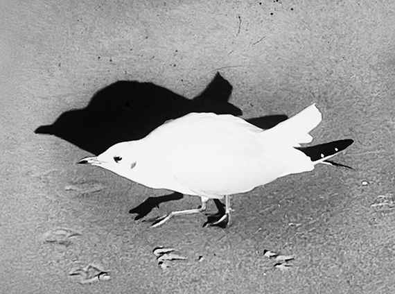 &copy; Benita Suchodrev 