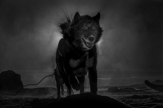 Ein grönländischer Schlittenhund hält Ausschau nach Eisbären, Grönland, 2026
© Ragnar Axelsson Ein grönländischer Schlittenhund hält Ausschau nach Eisbären, Grönland, 2026
© Ragnar Axelsson