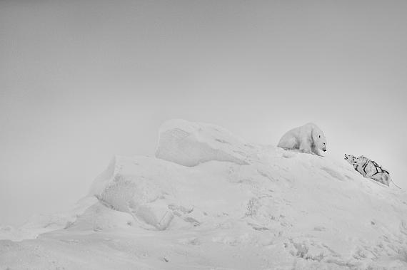 Ein Kampf um Leben und Tod auf einem Eisberg, Scoresbysund, Grönland, 2026
© Ragnar Axelsson Ein Kampf um Leben und Tod auf einem Eisberg, Scoresbysund, Grönland, 2026
© Ragnar Axelsson