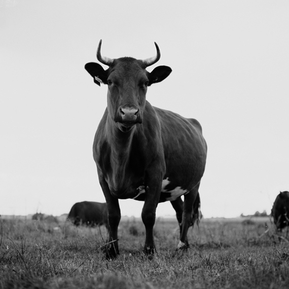 ANIMALS