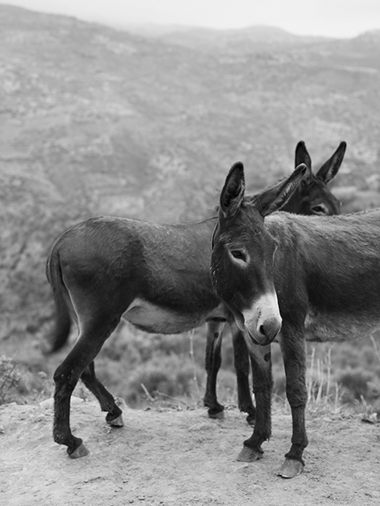 ANIMALS