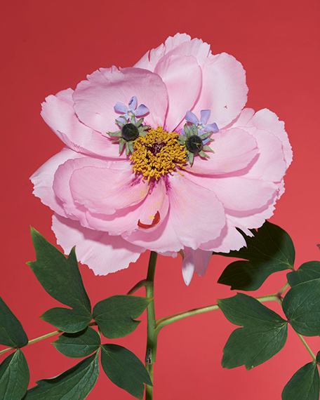 Philippe Jarrigeon, Les Fleurs I, 2026Courtesy of the artist & Womanray