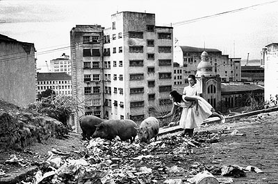 Stefan Moses© Courtesy Stefan MosesMüllschweine, Rio de Janeiro, Brasilien, 1959