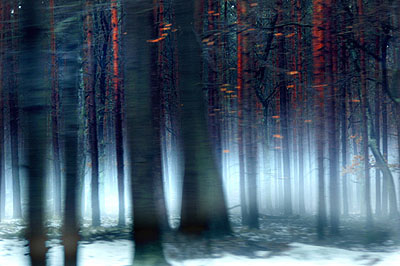 Der deutsche Wald