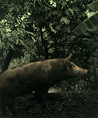 Ingar KraussUntitled, Davao 2007Silver gelatine print, oil colours40 x 33 inches