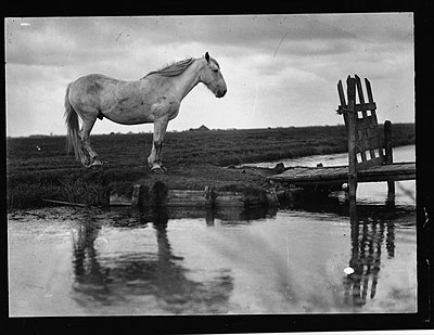 Ferdinand Schmutzer1924 | The Lonely Horse, Hungarysilver gelatin print24 x 30 cmCourtesy Austrian National Library
