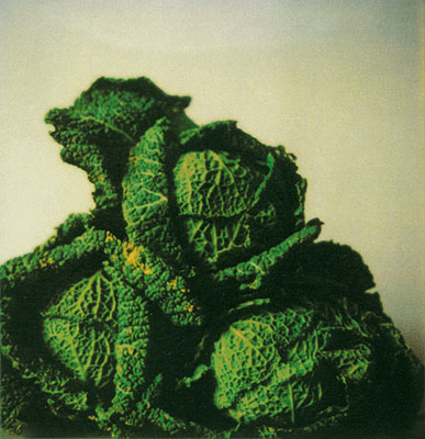 Cy Twombly, Green Cabbages, Gaeta, 1998 © Cy Twombly / Schirmer/Mosel 2008