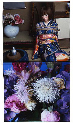 Hana Kinbaku 2008 © Nobuyoshi Araki courtesy Michael Hoppen Contemporary C-type Print 130 x 170 cmIn an edition of 1, each sold with individual transparency