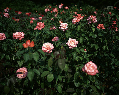 Artificial Selection, Roses (08-32613)200940