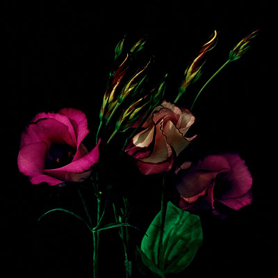© Balthasar Burkhard, Flowers, 2009, C-Print, 129x129 cm