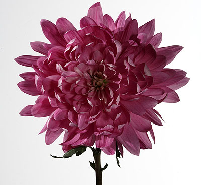 Untitled, from the series Chrysanthemum, 50 x 50 cm, ed.9