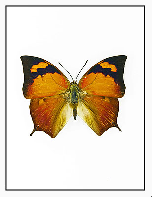 Butterfly © Fergus Greer