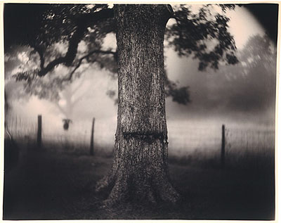 Sally Mann, Scarred Tree. De la série « Deep South », 1996  © Sally Mann. Courtesy Gagosian Gallery, New York