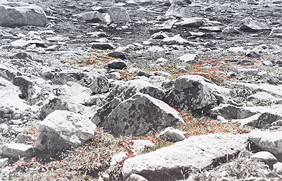 Iris Hutegger, Landschaft Nr. 09-12-41, 2009, analoge Fotografie, benäht, 49 x 76 cm. Foto: © Hutegger
