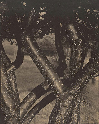 Alfred Stieglitz Dancing trees 1921–22 palladium photograph, 24.2 x 19.3 cm Metropolitan Museum of Art, New York Gift of David A Schulte 1928© Alfred Stieglitz Estate
