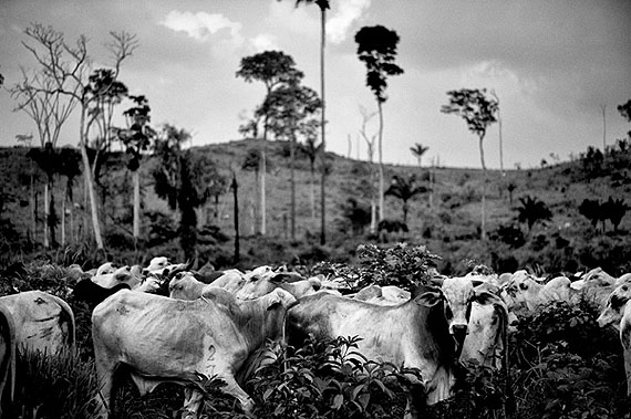Kadir van LohuizenBrazil, Para state - October 2009. Santa Rosa, an illegal cow farm in the nature reserve 'Tera do Meio'.