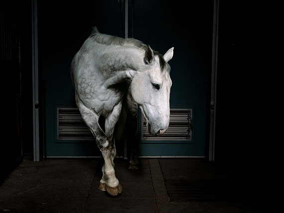 Charlotte Dumas. Jonker, 2002 Four Horses