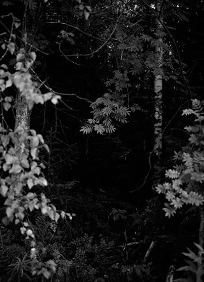 Untitled (dark forest) 2009 © Grant Willing