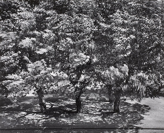 Lot 78Otto SteinertDie Bäume vor meinem Fenster II. 1956Vintage gelatin silver print. 49,5 x 61 cmEstimate € 12 000,-