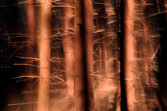 Wald bei Wernburg #8, 2010, Inkjetprint auf Fine Art Papier, kaschiert, 85 x 128 cm, Auflage 5 (+2)© Sabine Wenzel