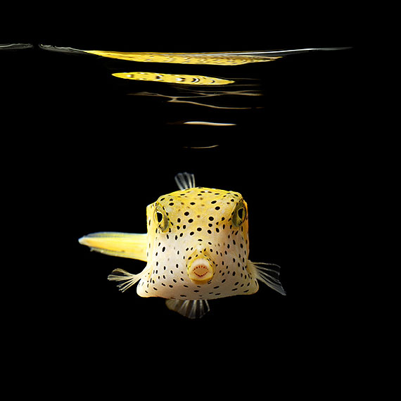 Mark Laita, Yellow Boxfish, 2010