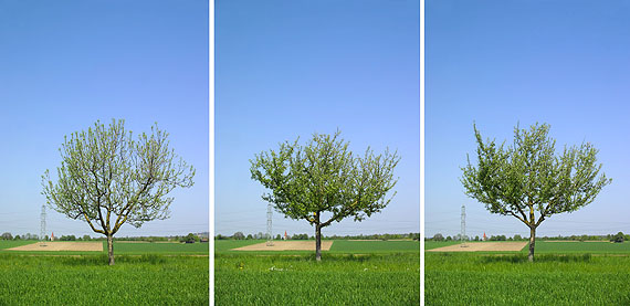 Bernhard J. Widmann,  ALLEEN, o.T., Halballee mit 53 Apfelbäumen, seit 2002, Inkjet auf Aludibond, je 70 x 50 cm,  Aufl. je 5 + 2 e.a., © Bernhard J. Widmann