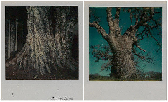 lot 416: Ansel Adams, two Polaroids from a group of 4 color studies of trees, 1972-74.Estimate $5,000 to $7,500. © Ansel Adams Trust