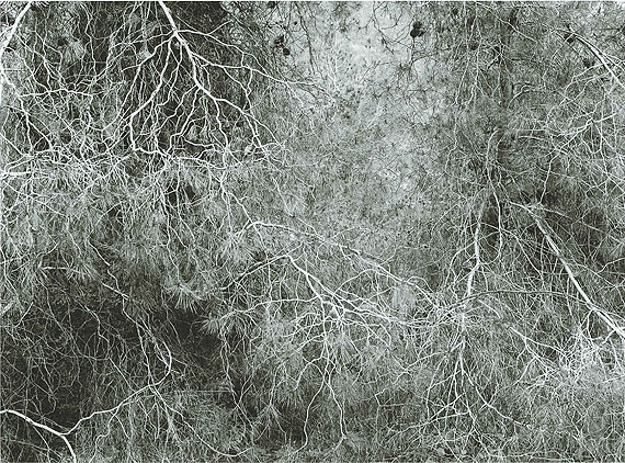 Efrat Shvily, 100 Years, 2012, Ink jet print, Courtesy of the Artist and Sommer Contemporary Art, Tel Aviv