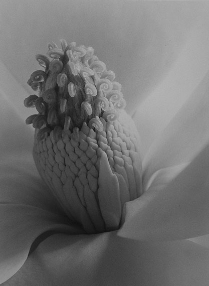 Imogen CunninghamMagnolia Blossom, Tower of Jewels, 1929Gelatin silver print13 1/2 x 10 inchesCourtesy Sage Paris