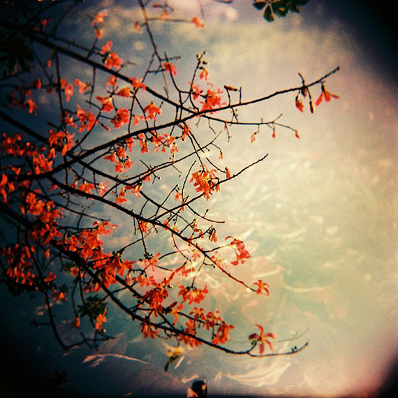 The language of flowers © Fabienne Lin. Prix 2012 Altered images