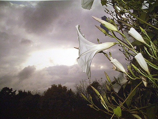 Flowers: White Morning Glory with Stormy Sky, 2005 , © Tony Mendoza, Courtesy of the Stephen Cohen Gallery.