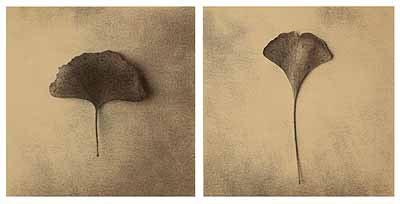 Ginkgo Leaf Diptych (Rethinking the Natural), 2002, Photographie (Iris Print), Ed. 2/25, je 53 x 53 cm (Papiermaß) / 95 x 125 x 5,1 cm (Rahmenmaß) © Thomas Brummett