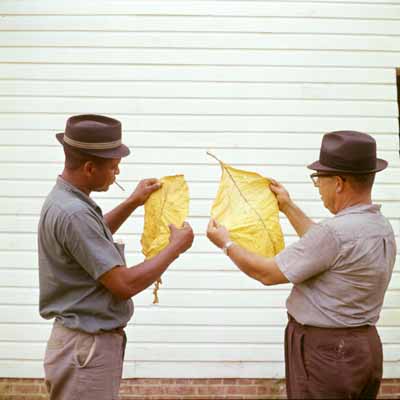 Thomas Grebe
Tabakfarmer prüfen die getrocknete Ernte
North Carolina/USA 1965