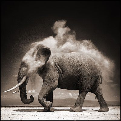 Elephant With Exploding Dust, Amboseli 2004 Archival Pigment Ink Print 100 x 120 cm (40 x 48 inches) Edition 8/8 (Last One)