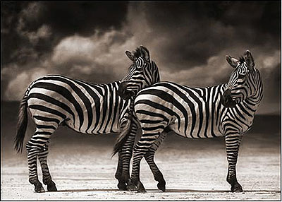 Portrait of Two Zebras Turning Heads, Ngorongoro Crater 2005 Archival Pigment Ink Print 111 x 152 cm (44 x 60 inches) Edition 3/8