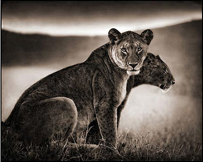 Sitting Lioness, Serengeti 2002 Archival Pigment Ink Print 100 x 120 cm (40 x 48 inches) Edition 4/8