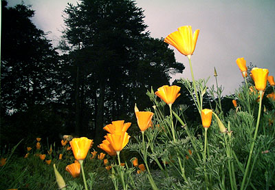 Flowers(#SF13.062), 2005 © Tony Mendoza, Courtesy of the Stephen Cohen Gallery.