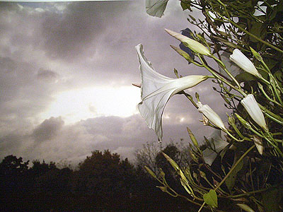 Flowers: White Morning Glory with Stormy Sky, 2005 © Tony Mendoza, Courtesy of the Stephen Cohen Gallery.